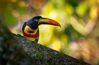 Arassari panamsky - Pteroglossus frantzii - Fiery-billed Aracari o4778